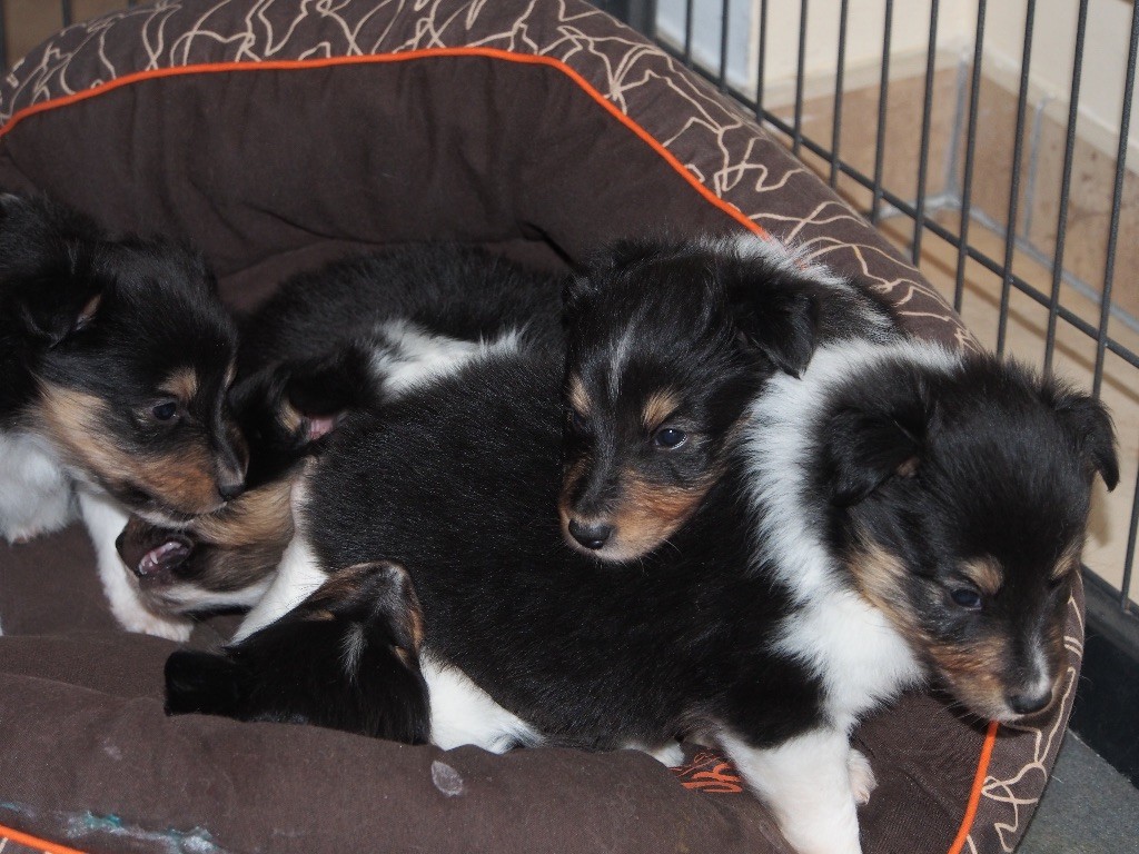 chiot Shetland Sheepdog de quimberley