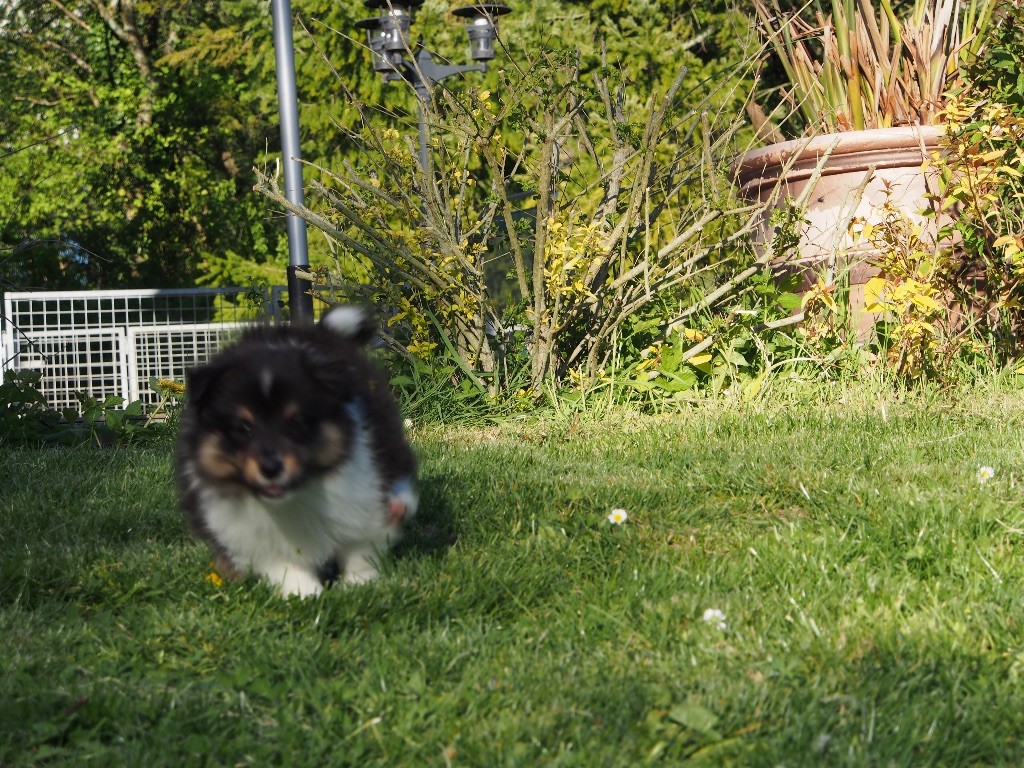 de quimberley - Chiots disponibles - Shetland Sheepdog