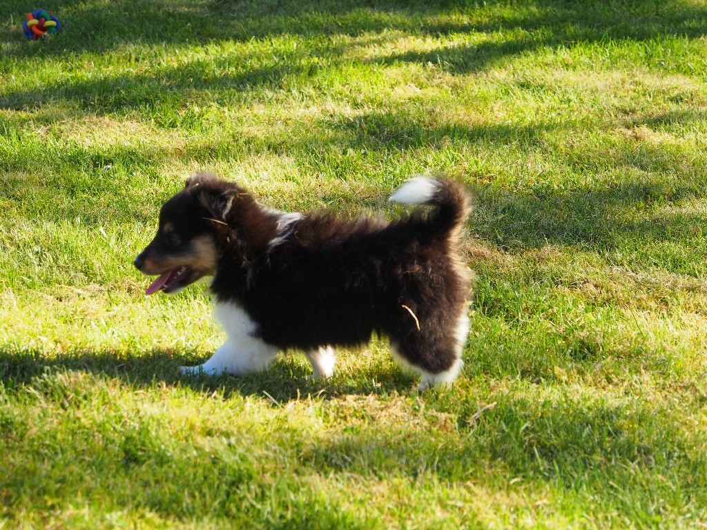 de quimberley - Chiots disponibles - Shetland Sheepdog