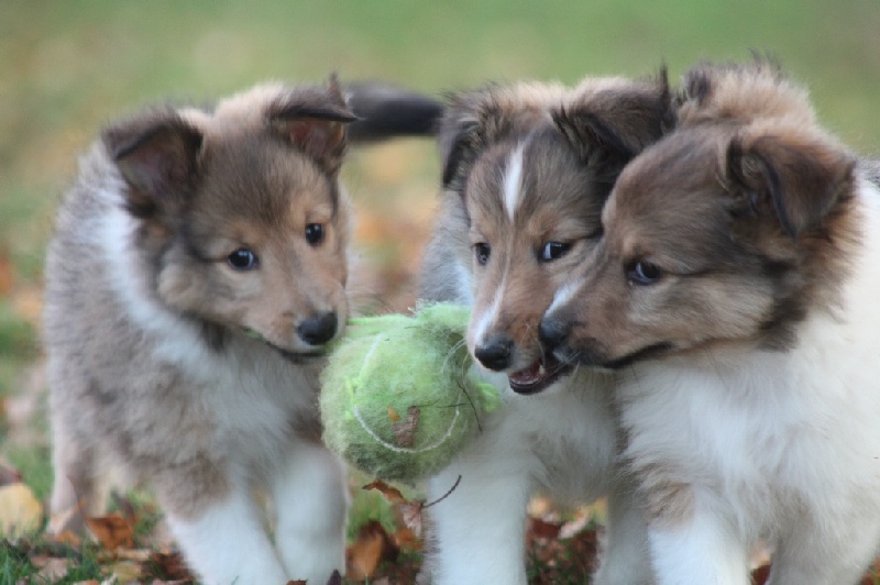 de quimberley - Shetland Sheepdog - Portée née le 04/09/2015
